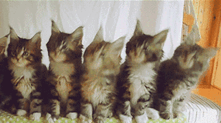 抖音猫咪摇头表情包gif动态图 五只猫摇头表情包怎么发